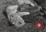 Standbild Würfe von Fox Washington Court Houes Ohio USA, 1933, aus Sekunde 13 historischem Filmmaterial Videoclip 65675023847