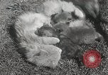 Standbild Würfe von Fox Washington Court Houes Ohio USA, 1933, aus Sekunde 19 historischem Filmmaterial Videoclip 65675023847