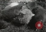 Standbild Würfe von Fox Washington Court Houes Ohio USA, 1933, aus Sekunde 21 historischem Filmmaterial Videoclip 65675023847