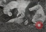 Standbild Würfe von Fox Washington Court Houes Ohio USA, 1933, aus Sekunde 30 historischem Filmmaterial Videoclip 65675023847