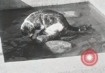 Immagine di Cat Izaak Walton Hollywood Los Angeles California USA, 1930, secondo 10 filmato di repertorio 65675023911