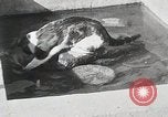 Immagine di Cat Izaak Walton Hollywood Los Angeles California USA, 1930, secondo 11 filmato di repertorio 65675023911