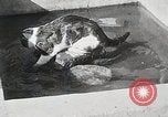 Immagine di Cat Izaak Walton Hollywood Los Angeles California USA, 1930, secondo 12 filmato di repertorio 65675023911