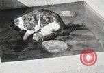 Immagine di Cat Izaak Walton Hollywood Los Angeles California USA, 1930, secondo 13 filmato di repertorio 65675023911