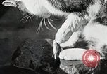 Immagine di Cat Izaak Walton Hollywood Los Angeles California USA, 1930, secondo 14 filmato di repertorio 65675023911
