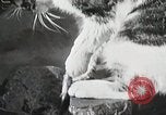 Immagine di Cat Izaak Walton Hollywood Los Angeles California USA, 1930, secondo 15 filmato di repertorio 65675023911