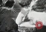Immagine di Cat Izaak Walton Hollywood Los Angeles California USA, 1930, secondo 16 filmato di repertorio 65675023911