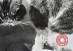Immagine di Cat Izaak Walton Hollywood Los Angeles California USA, 1930, secondo 17 filmato di repertorio 65675023911