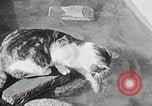 Immagine di Cat Izaak Walton Hollywood Los Angeles California USA, 1930, secondo 18 filmato di repertorio 65675023911