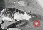 Immagine di Cat Izaak Walton Hollywood Los Angeles California USA, 1930, secondo 19 filmato di repertorio 65675023911