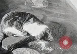 Immagine di Cat Izaak Walton Hollywood Los Angeles California USA, 1930, secondo 20 filmato di repertorio 65675023911
