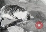 Immagine di Cat Izaak Walton Hollywood Los Angeles California USA, 1930, secondo 21 filmato di repertorio 65675023911