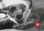 Immagine di Cat Izaak Walton Hollywood Los Angeles California USA, 1930, secondo 22 filmato di repertorio 65675023911