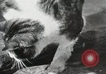Immagine di Cat Izaak Walton Hollywood Los Angeles California USA, 1930, secondo 23 filmato di repertorio 65675023911