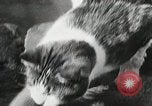 Immagine di Cat Izaak Walton Hollywood Los Angeles California USA, 1930, secondo 24 filmato di repertorio 65675023911