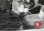 Immagine di Cat Izaak Walton Hollywood Los Angeles California USA, 1930, secondo 25 filmato di repertorio 65675023911