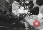Immagine di Cat Izaak Walton Hollywood Los Angeles California USA, 1930, secondo 26 filmato di repertorio 65675023911