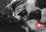 Immagine di Cat Izaak Walton Hollywood Los Angeles California USA, 1930, secondo 27 filmato di repertorio 65675023911