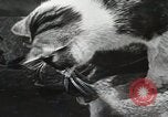 Immagine di Cat Izaak Walton Hollywood Los Angeles California USA, 1930, secondo 28 filmato di repertorio 65675023911