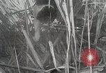Immagine di Cat Izaak Walton Hollywood Los Angeles California USA, 1930, secondo 34 filmato di repertorio 65675023911