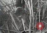 Immagine di Cat Izaak Walton Hollywood Los Angeles California USA, 1930, secondo 35 filmato di repertorio 65675023911