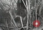 Immagine di Cat Izaak Walton Hollywood Los Angeles California USA, 1930, secondo 36 filmato di repertorio 65675023911