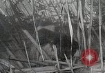 Immagine di Cat Izaak Walton Hollywood Los Angeles California USA, 1930, secondo 41 filmato di repertorio 65675023911
