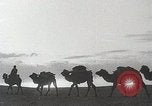 Immagine di Cammelli Bactrian Deserto dei Gobi Mongolia, 1930, secondo 1 filmato di repertorio 65675023948