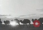 Immagine di Cammelli Bactrian Deserto dei Gobi Mongolia, 1930, secondo 3 filmato di repertorio 65675023948