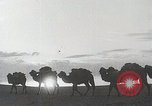 Immagine di Cammelli Bactrian Deserto dei Gobi Mongolia, 1930, secondo 4 filmato di repertorio 65675023948