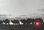 Immagine di Cammelli Bactrian Deserto dei Gobi Mongolia, 1930, secondo 6 filmato di repertorio 65675023948