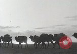 Immagine di Cammelli Bactrian Deserto dei Gobi Mongolia, 1930, secondo 7 filmato di repertorio 65675023948