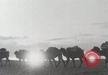 Immagine di Cammelli Bactrian Deserto dei Gobi Mongolia, 1930, secondo 8 filmato di repertorio 65675023948