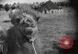 Immagine di Cammelli Bactrian Deserto dei Gobi Mongolia, 1930, secondo 9 filmato di repertorio 65675023948