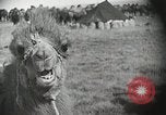 Immagine di Cammelli Bactrian Deserto dei Gobi Mongolia, 1930, secondo 10 filmato di repertorio 65675023948