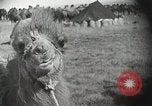 Immagine di Cammelli Bactrian Deserto dei Gobi Mongolia, 1930, secondo 11 filmato di repertorio 65675023948
