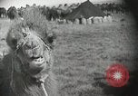 Immagine di Cammelli Bactrian Deserto dei Gobi Mongolia, 1930, secondo 12 filmato di repertorio 65675023948