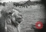 Immagine di Cammelli Bactrian Deserto dei Gobi Mongolia, 1930, secondo 13 filmato di repertorio 65675023948