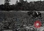 Image of African American farmers treat cotton for boll weevils United States USA, 1921, second 11 stock footage video 65675023990