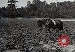 Image of African American farmers treat cotton for boll weevils United States USA, 1921, second 12 stock footage video 65675023990