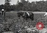 Image of African American farmers treat cotton for boll weevils United States USA, 1921, second 13 stock footage video 65675023990