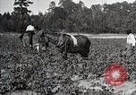 Image of African American farmers treat cotton for boll weevils United States USA, 1921, second 14 stock footage video 65675023990