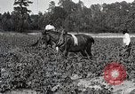 Image of African American farmers treat cotton for boll weevils United States USA, 1921, second 15 stock footage video 65675023990