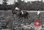 Image of African American farmers treat cotton for boll weevils United States USA, 1921, second 16 stock footage video 65675023990