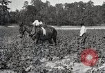 Image of African American farmers treat cotton for boll weevils United States USA, 1921, second 17 stock footage video 65675023990