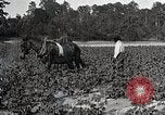 Image of African American farmers treat cotton for boll weevils United States USA, 1921, second 18 stock footage video 65675023990