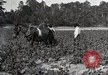 Image of African American farmers treat cotton for boll weevils United States USA, 1921, second 19 stock footage video 65675023990