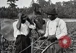 Image of African American farmers treat cotton for boll weevils United States USA, 1921, second 20 stock footage video 65675023990