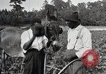Image of African American farmers treat cotton for boll weevils United States USA, 1921, second 21 stock footage video 65675023990