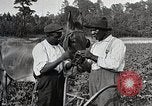 Image of African American farmers treat cotton for boll weevils United States USA, 1921, second 22 stock footage video 65675023990